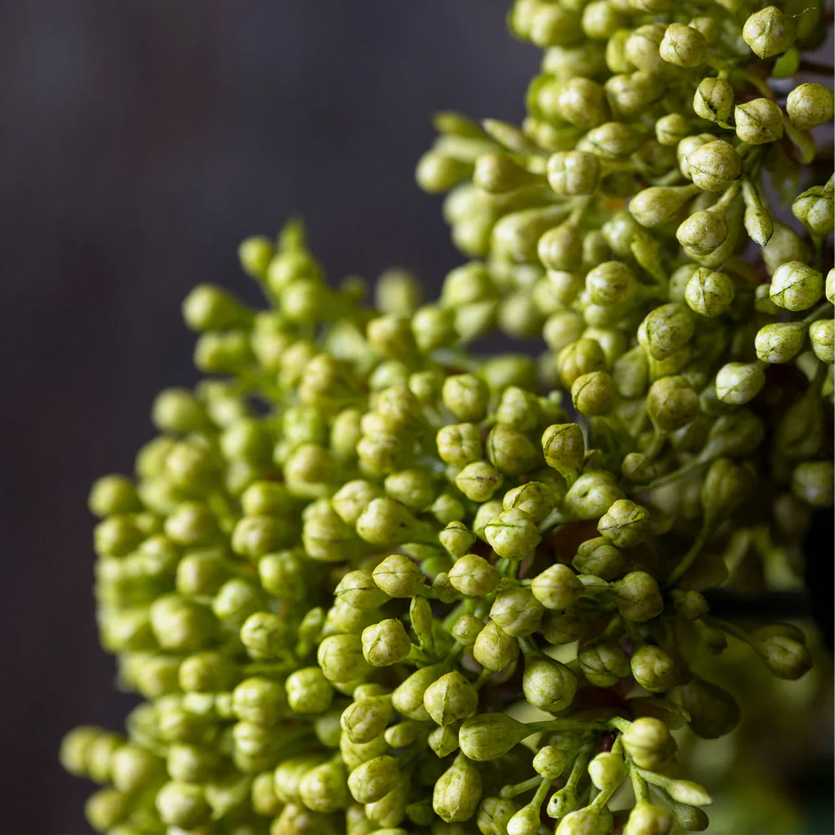 Green Viburnum Olive Stem 23" - Single Stem Artificial Greenery